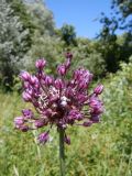 Allium scorodoprasum